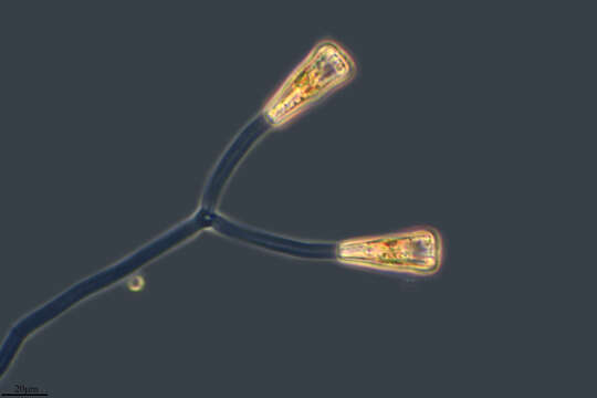 Image of Gomphonema truncatum