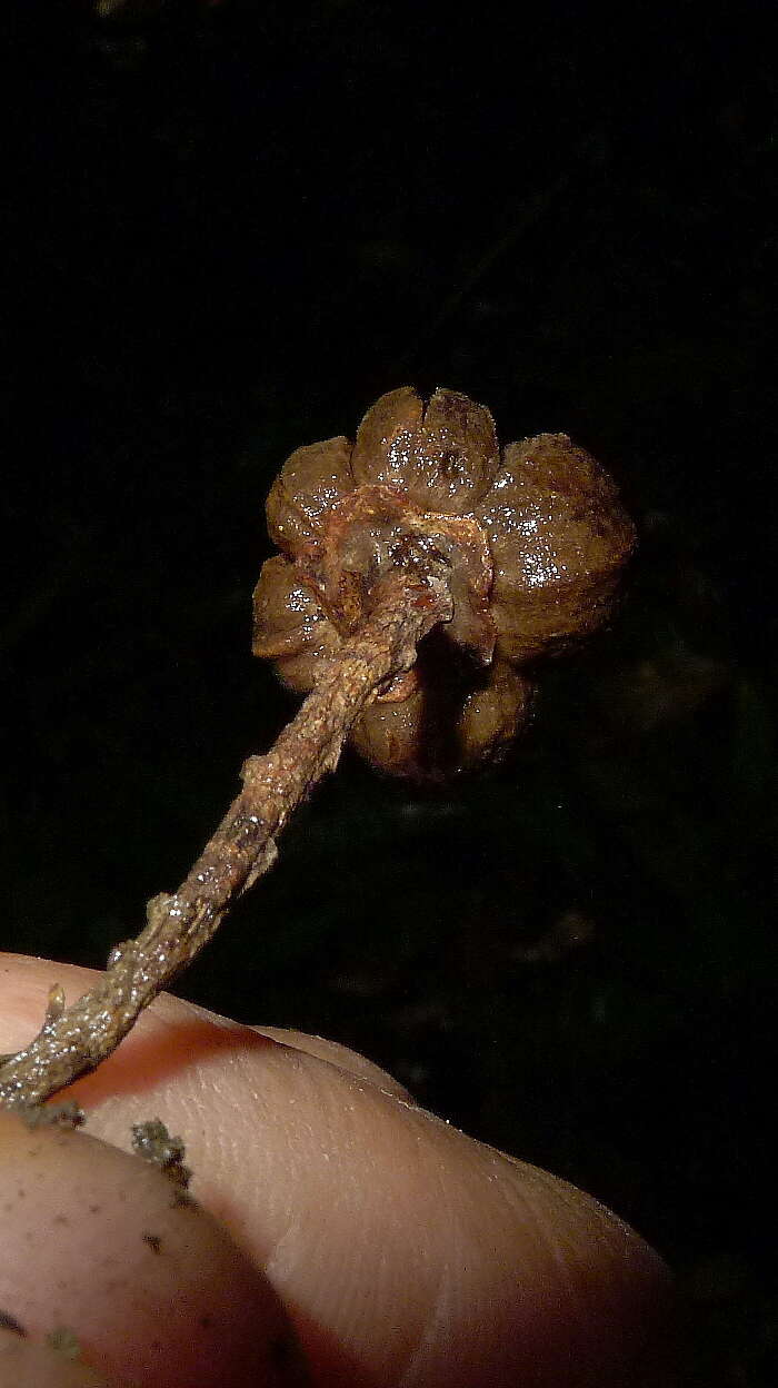 Image of Neoraputia trifoliata (Engl.) Emmerich ex Kallunki