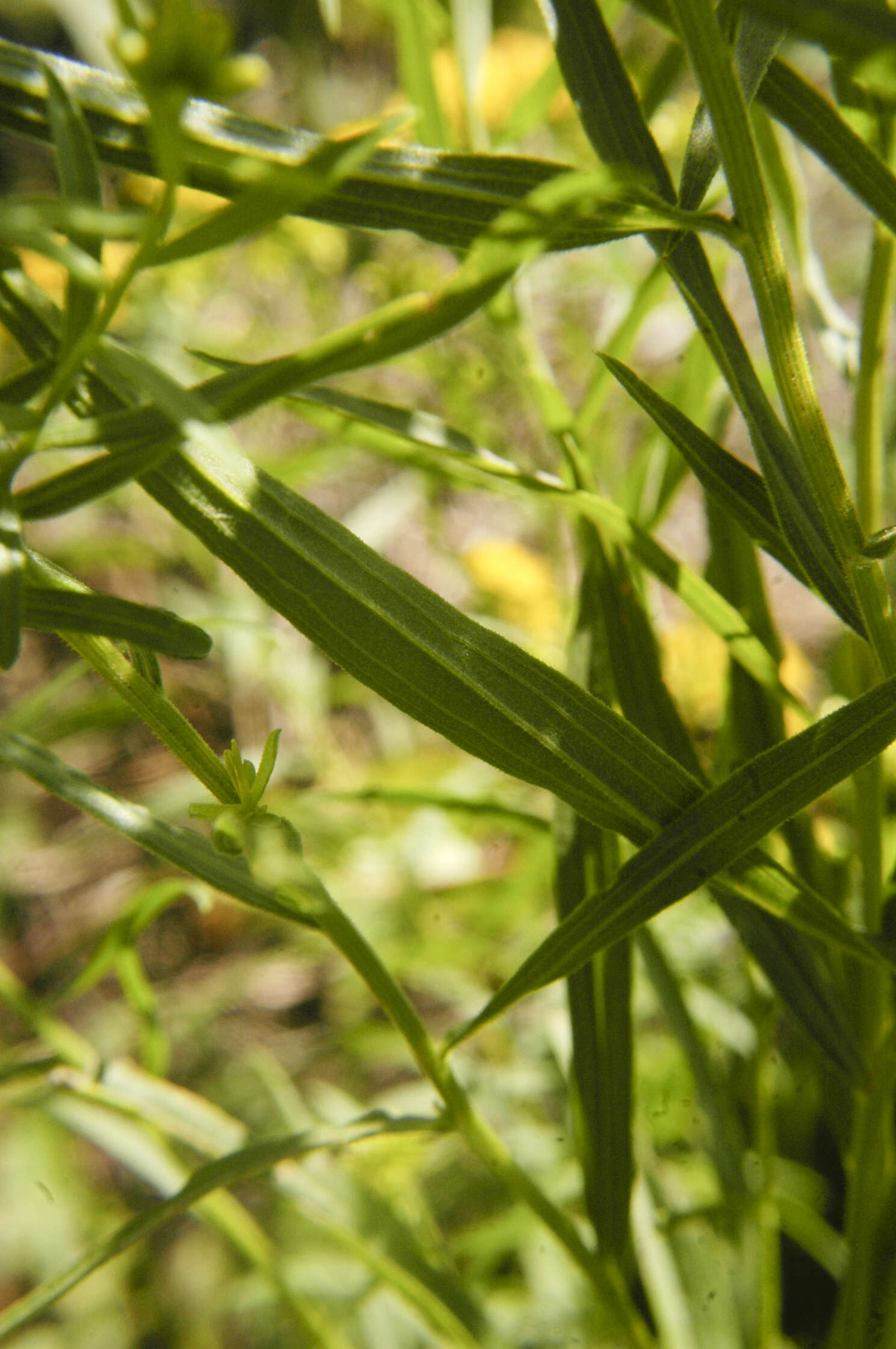 Plancia ëd Euthamia graminifolia (L.) Nutt.