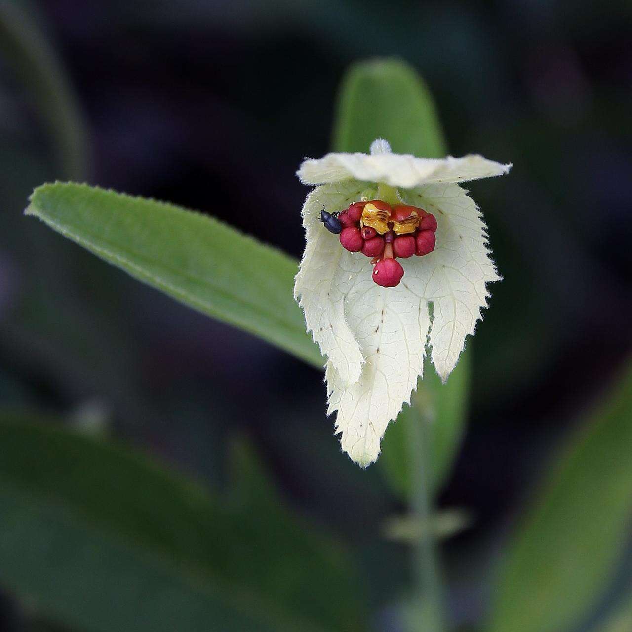 Image of Dalechampia linearis Baill.