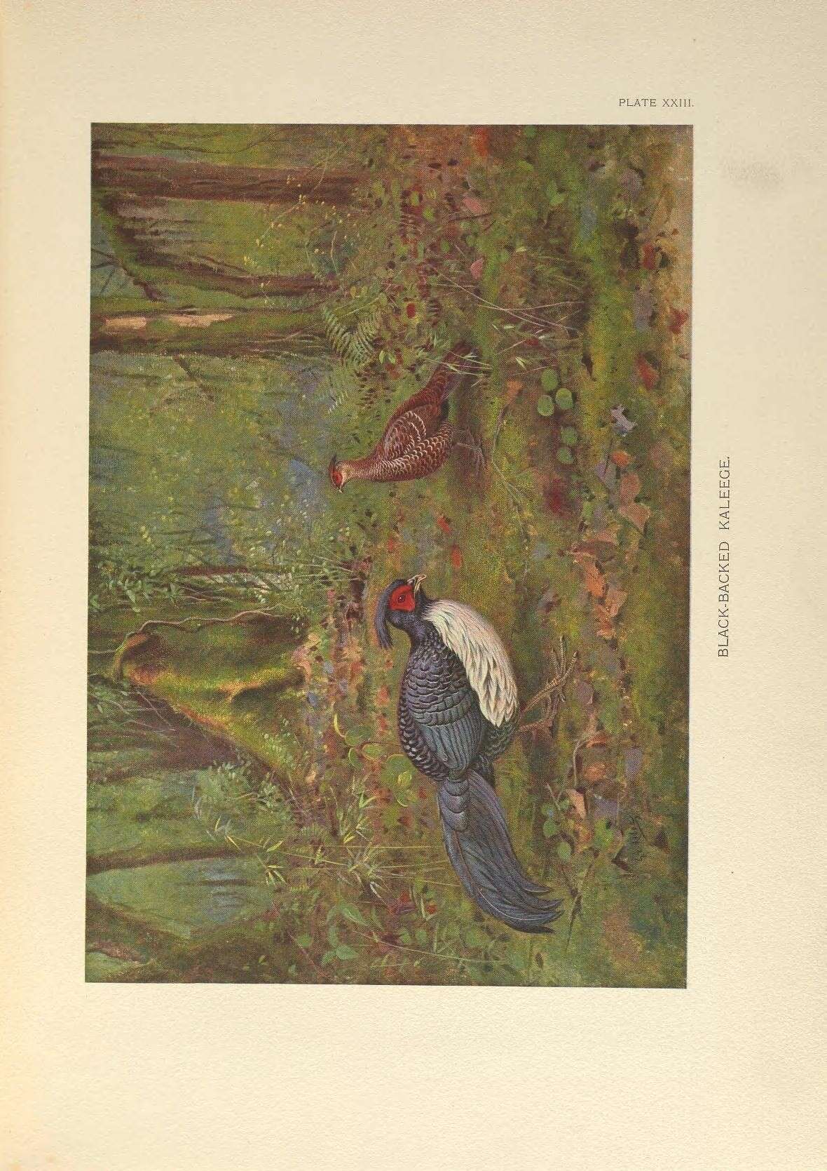 Image of Kalij Pheasant