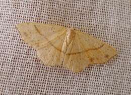 Cyclophora punctaria Linnaeus 1758 resmi