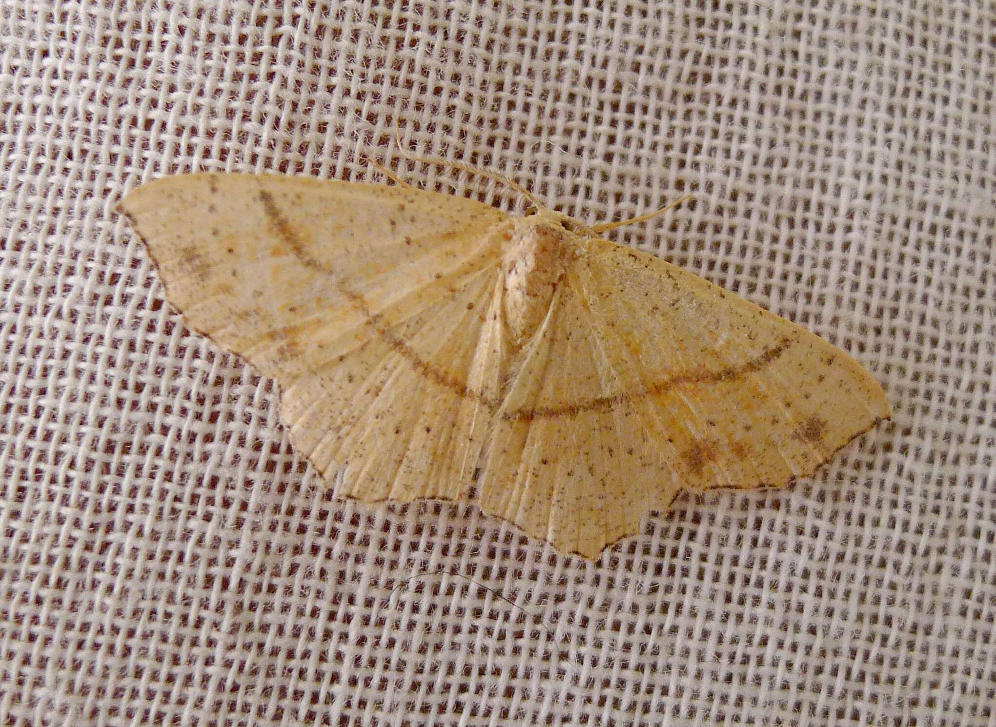 Cyclophora punctaria Linnaeus 1758 resmi