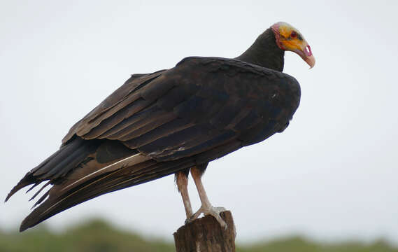 Image of Lesser Yellow-headed Vulture