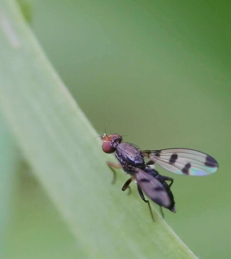 Image of Opomyzidae