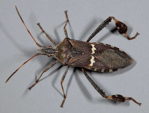 Image of western leaf-footed bug