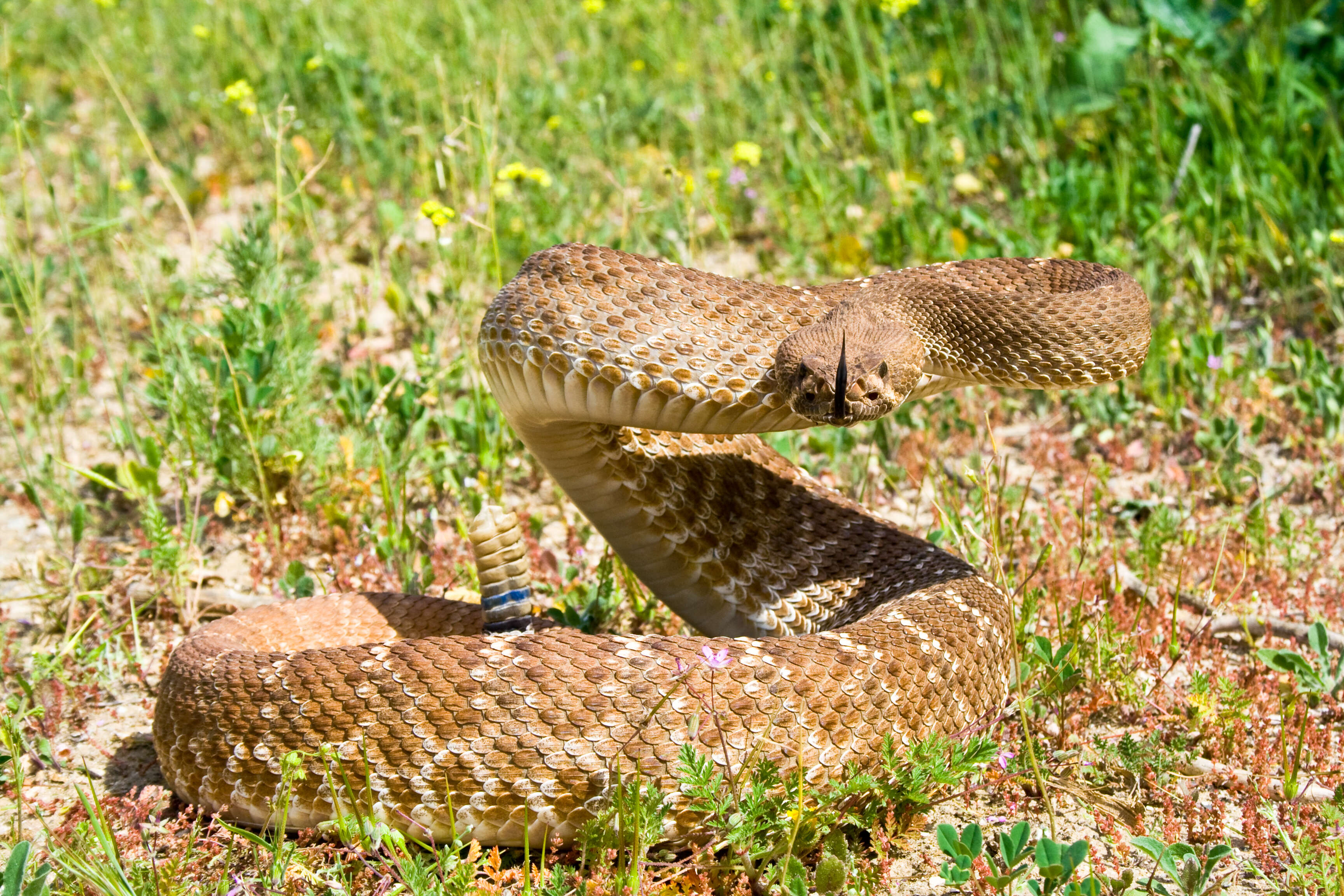 Image of Crotalus ruber ruber Cope 1892