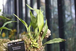 Image of Hay-scented orchid