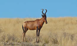 Image of Hartebeest