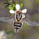 Image of Trichophthalma laetilinea Walker 1857