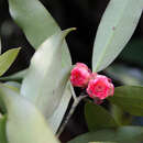 Image of Rhodoleia parvipetala Tong