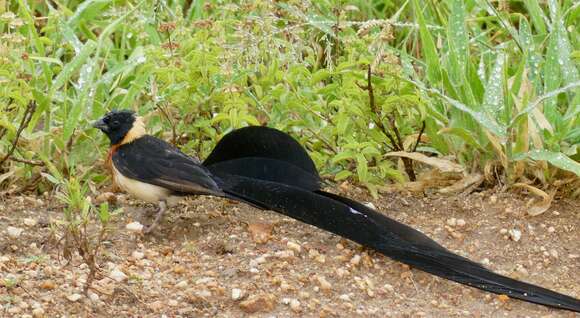 Image of Eastern Paradise-whydah