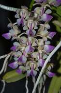 Image of Aerides houlletiana Rchb. fil.