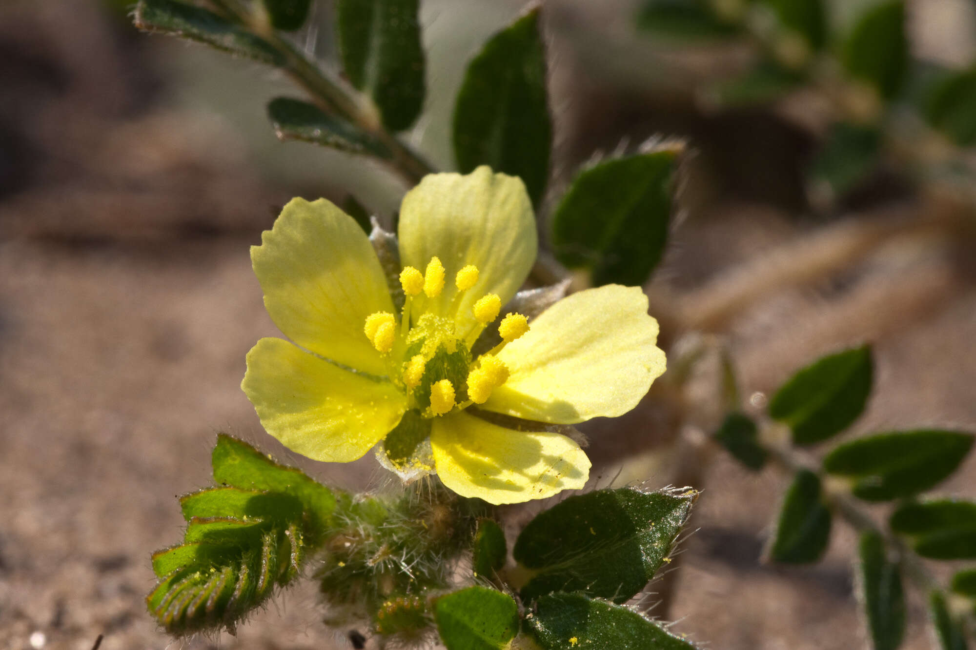 Image of puncture vine