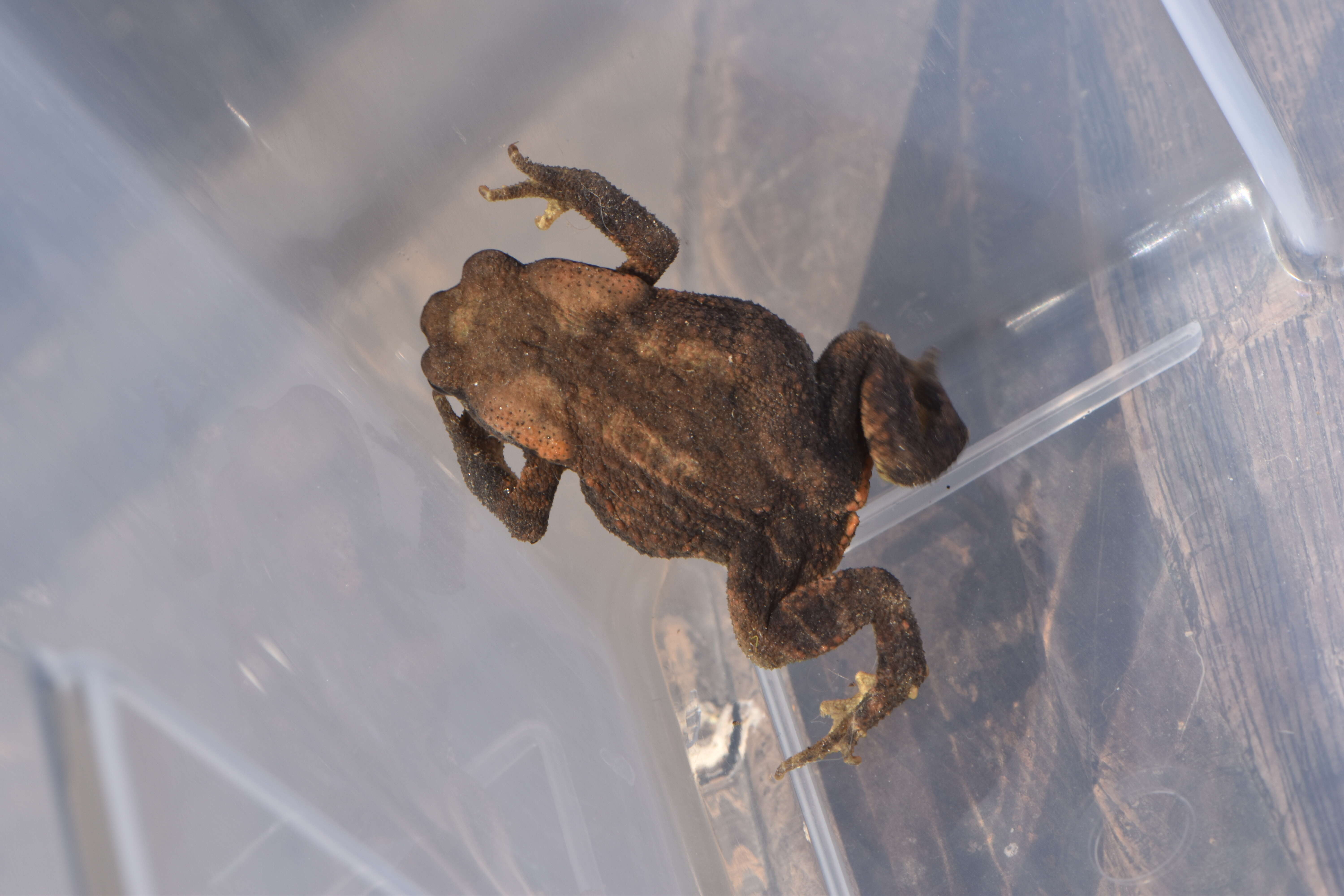 Image of Nile Valley Toad