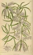 Image of "Sicklethorn asparagus,"