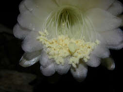 Image of cacti