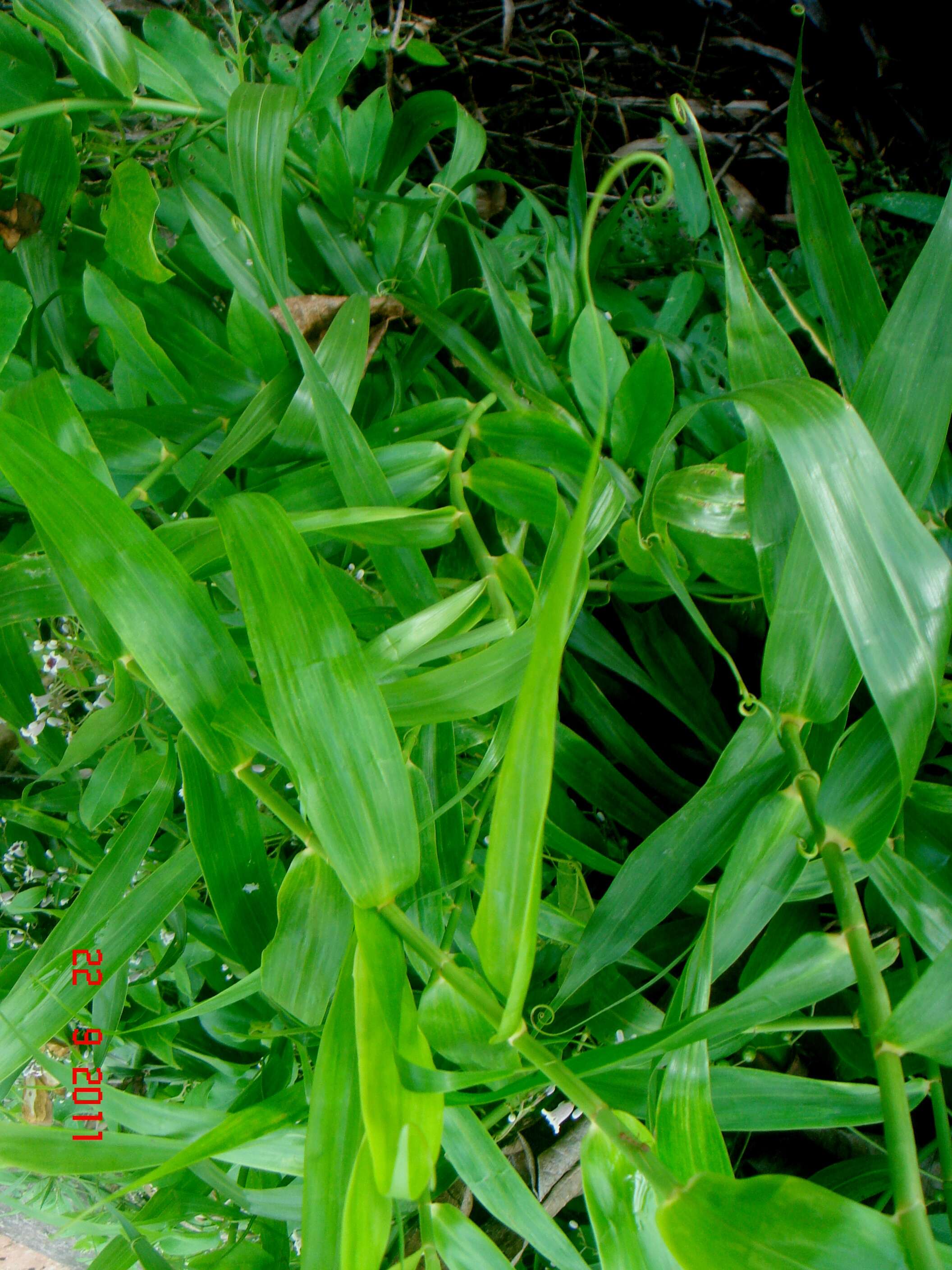 Image of Flagellariaceae