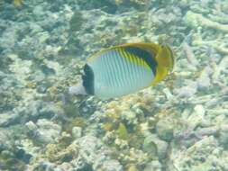 Image of Line Butterflyfish