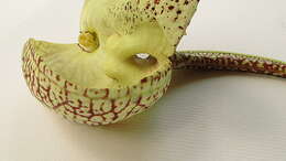 Plancia ëd Aristolochia labiata Willd.