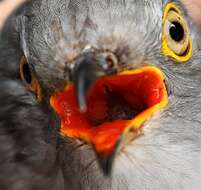 Image of Common Cuckoo