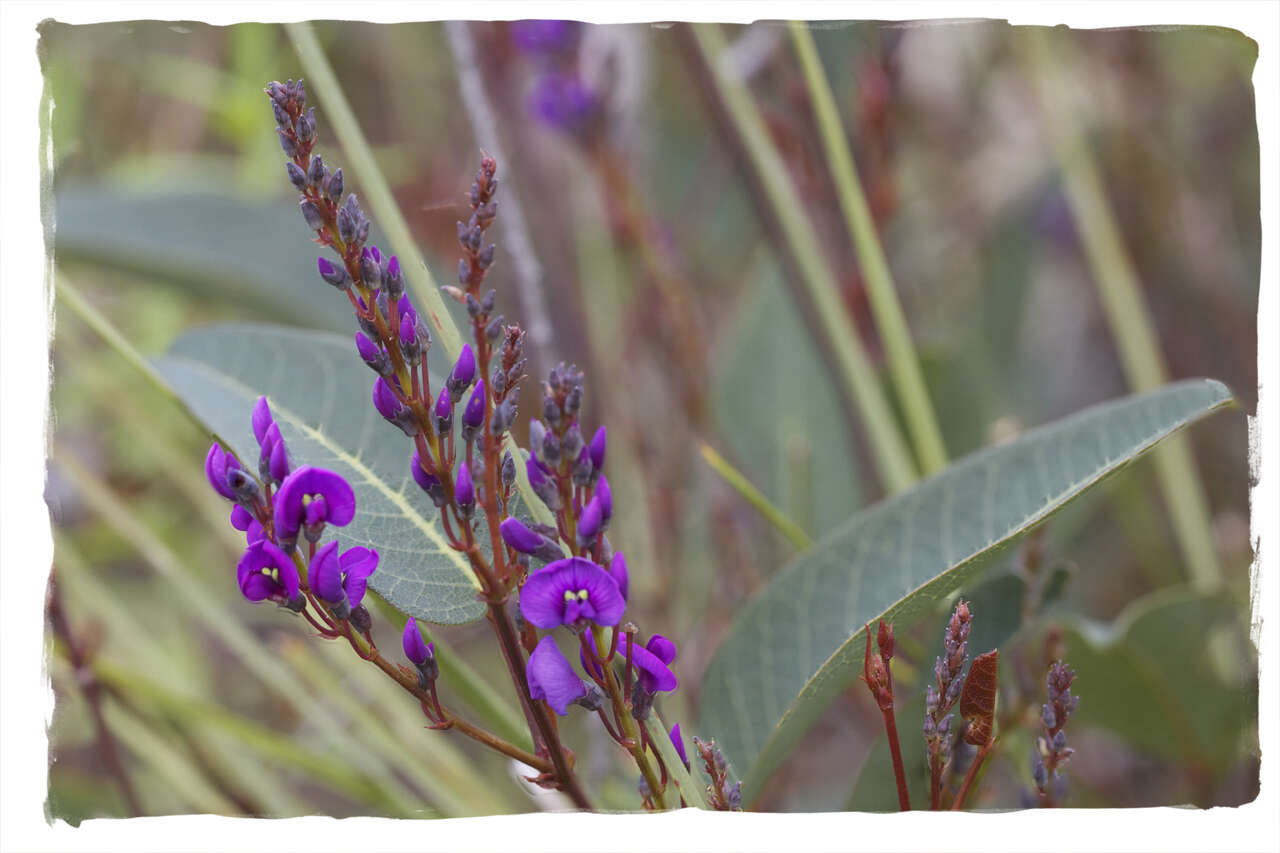 Image of Hardenbergia