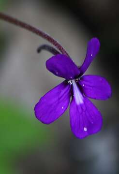 Image of Pinguicula moranensis Kunth