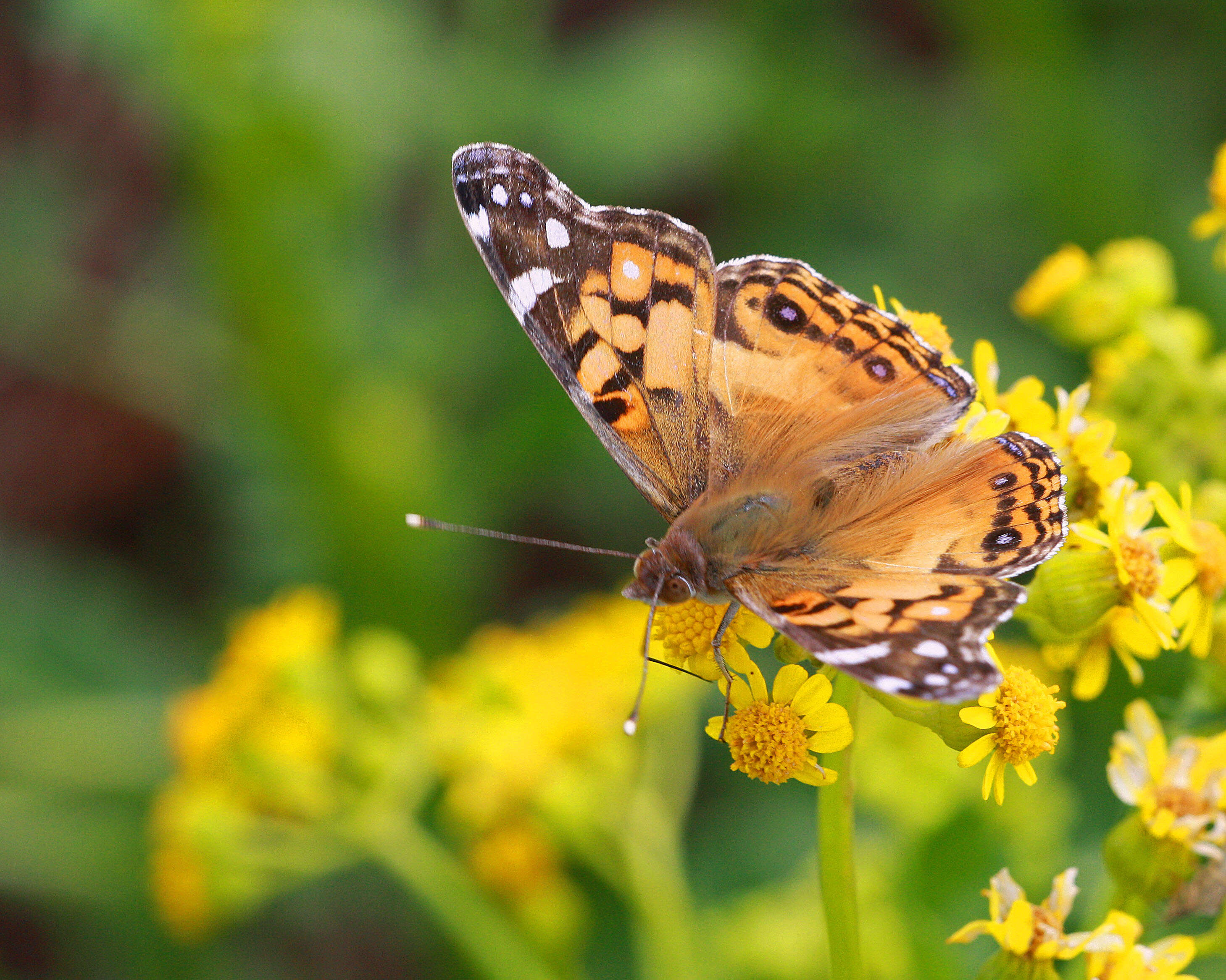 Image of ragwort