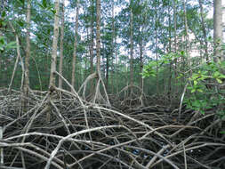 Image of mangrove