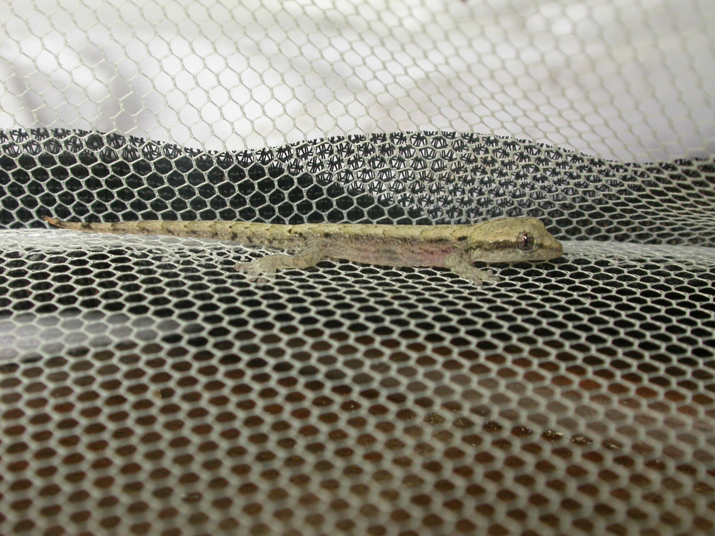 Image of Rotuman Forest Gecko