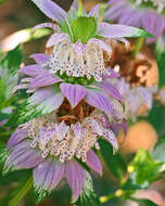 Image of Bee Balm