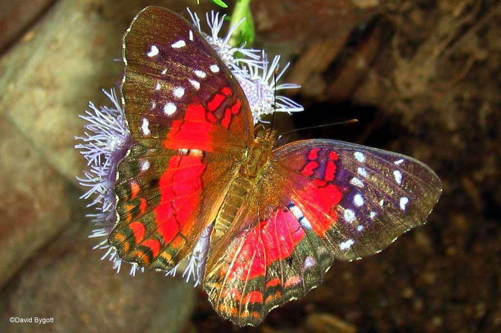 Слика од Anartia amathea Linnaeus 1758