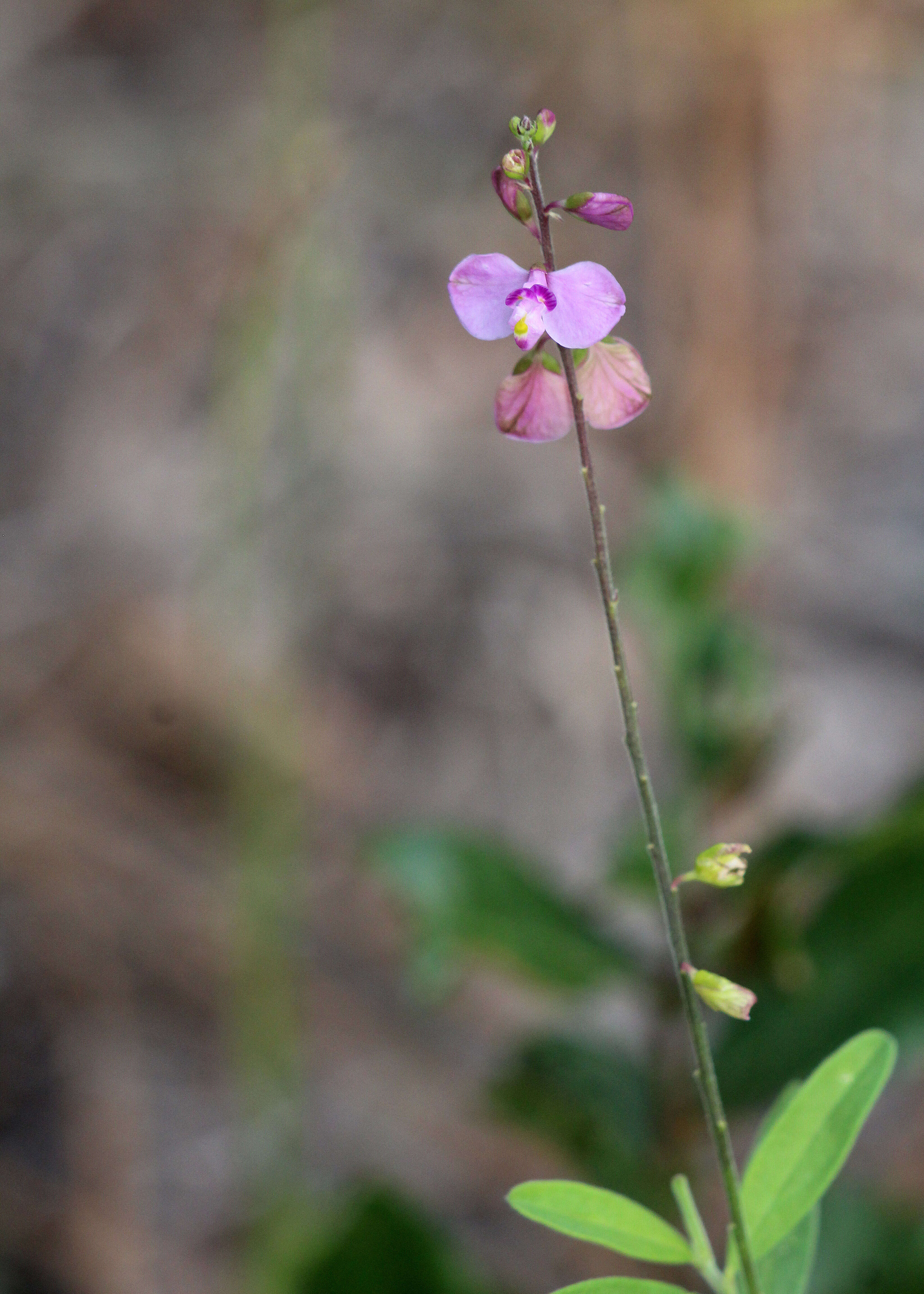 Image of showy milkwort