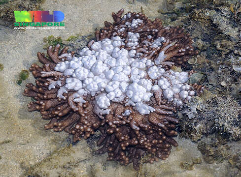 Image of Colour change coral