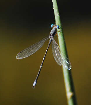 Image of Plateau Spreadwing