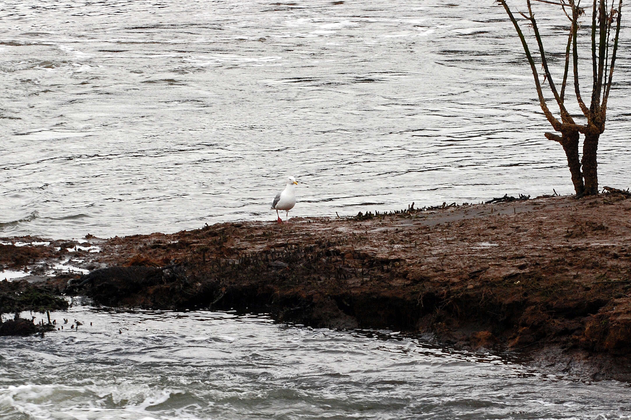 Image of Larus Linnaeus 1758