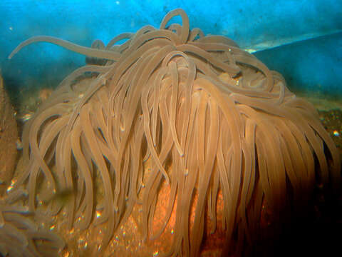 Image of Snakelocks anemone