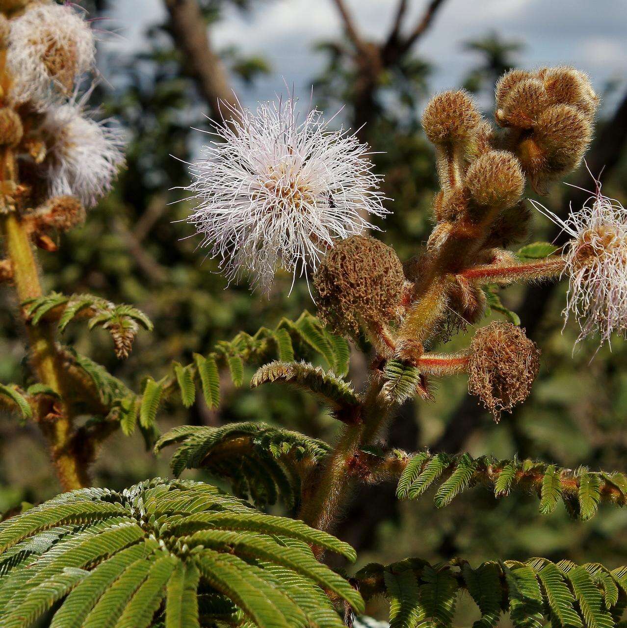 Image of Mimosa claussenii Benth.