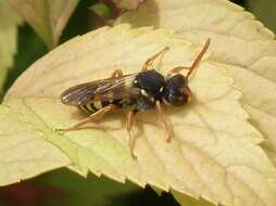 Image of Nomada marshamella (Kirby 1802)