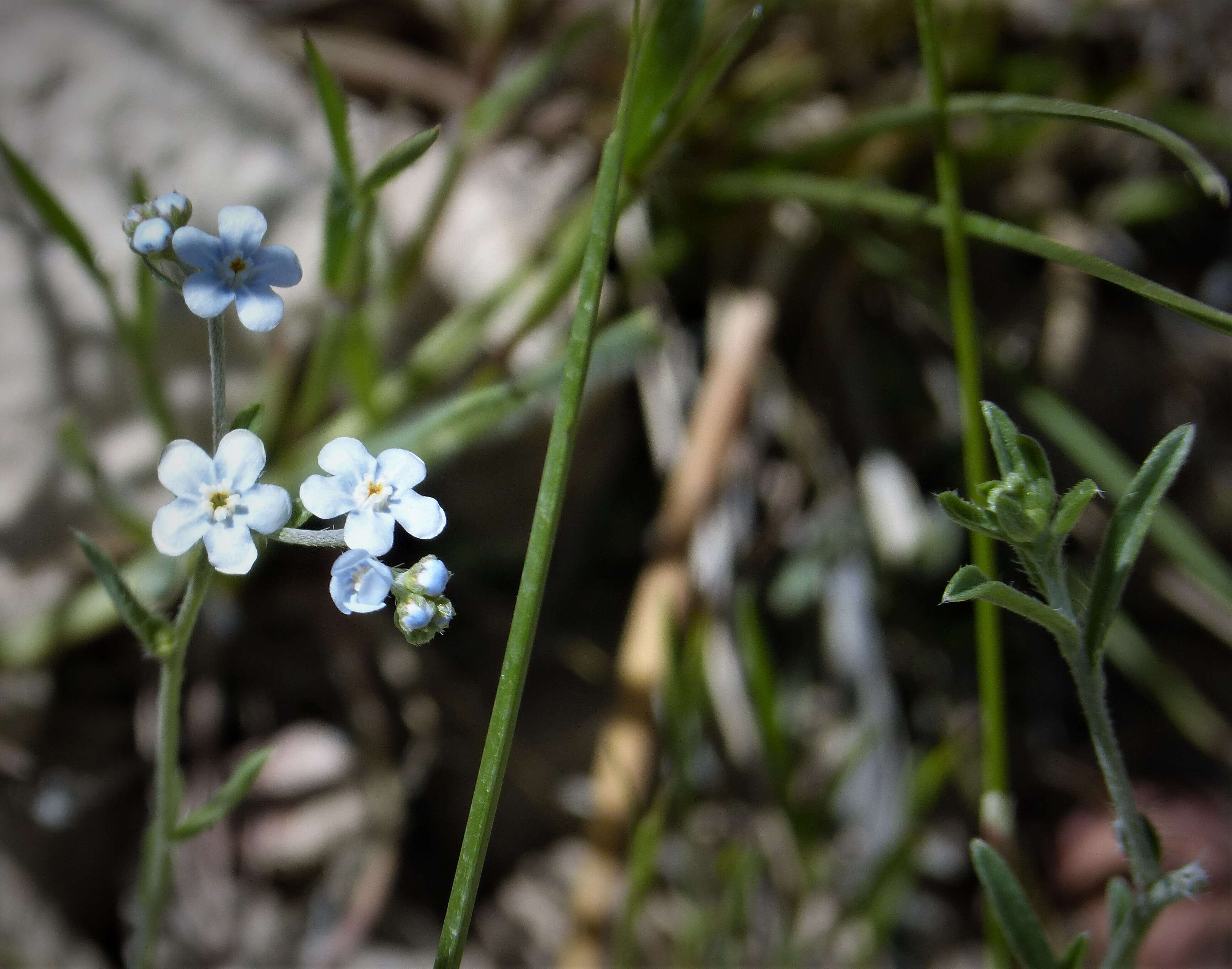 Image of stickseed