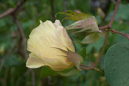 Image of upland cotton