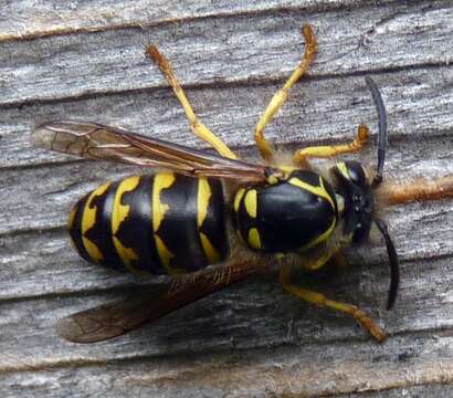 Image of Dolichovespula