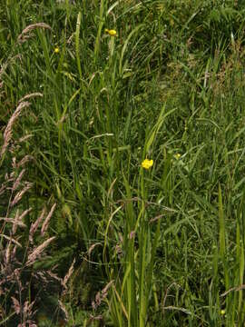 Image of Greater Spearwort