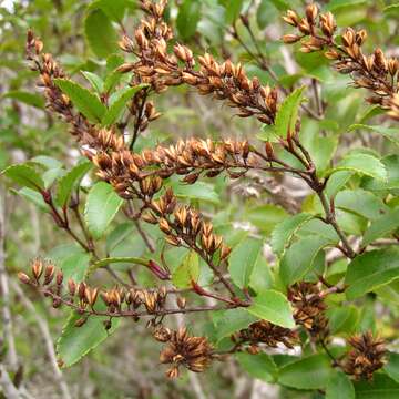 Image of Weinmannia racemosa L. fil.