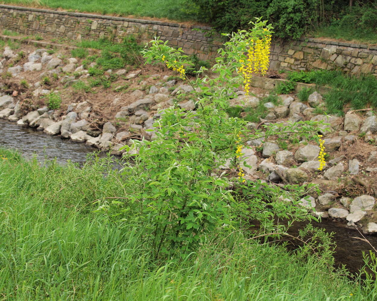 Image of Common Laburnum