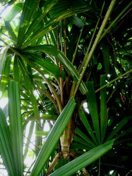 Image of Mangrove fan palm