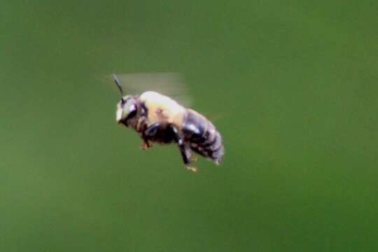 Plancia ëd Xylocopa virginica (Linnaeus 1771)