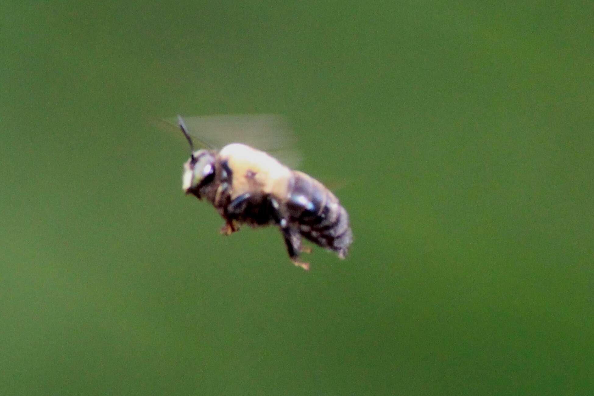 Image of carpenter bee