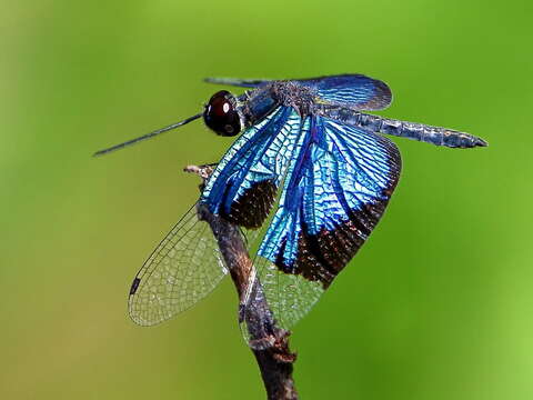 Image of Flutterers (Dragonflies)