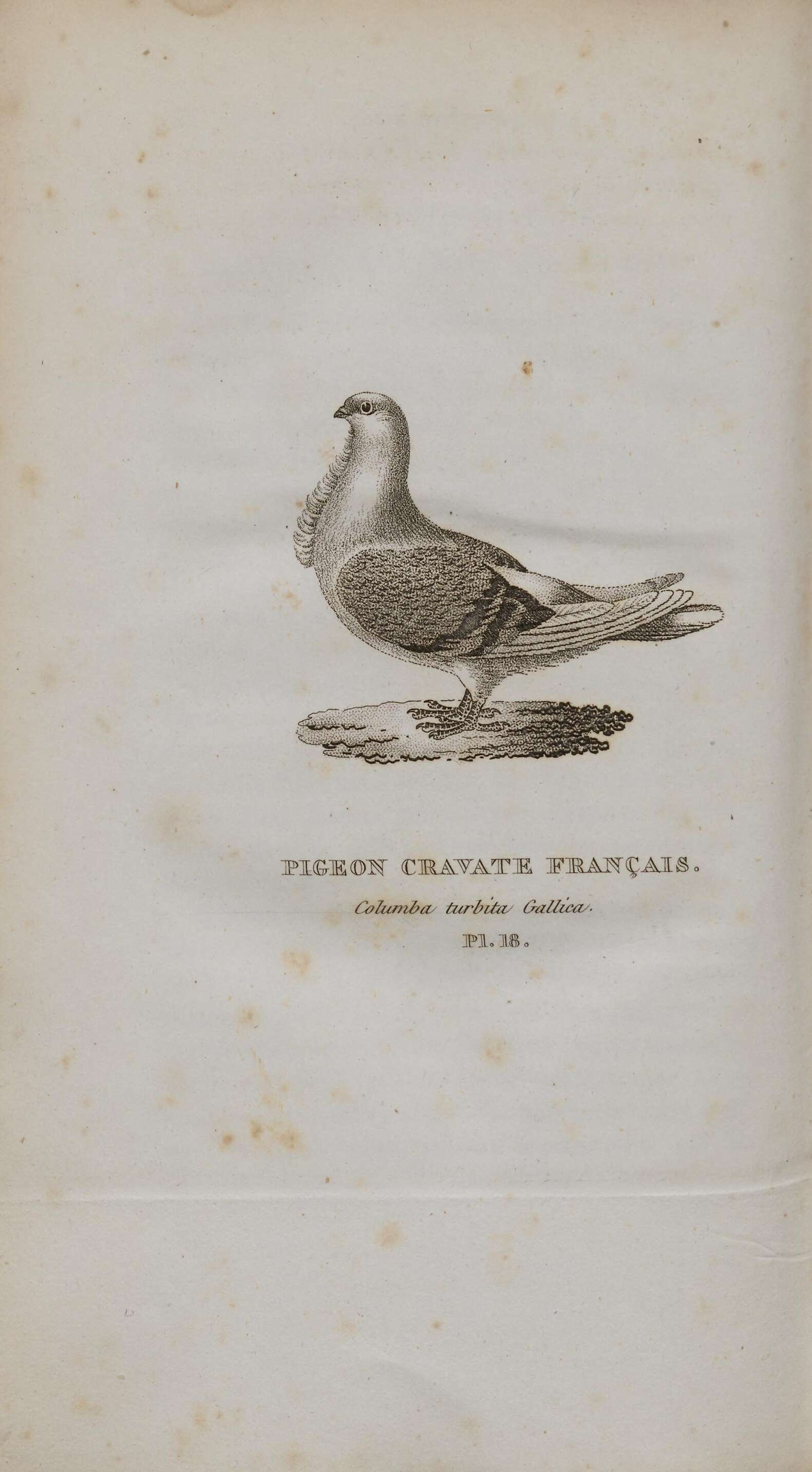 Image of Common Pigeon